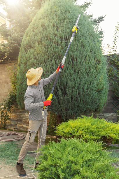 Kingstowne, VA Tree Removal and Landscaping Services Company